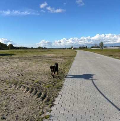 Een nieuw pad (bouwweg) waarop een hond wandelt