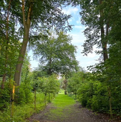 Een bospad in de lente